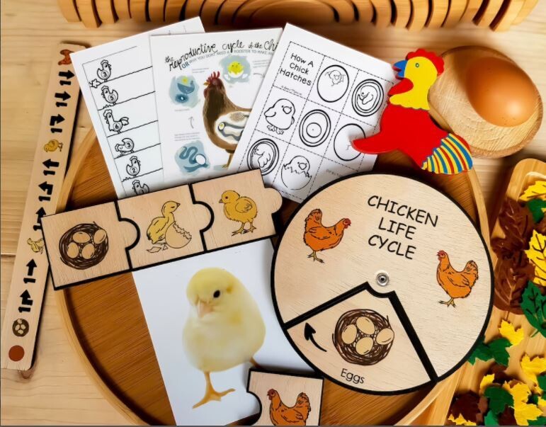 Wooden Education Montessori Cycle - Chicken