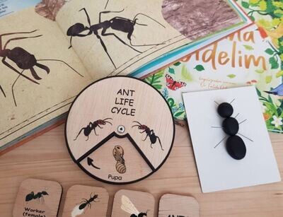 Wooden Education Montessori Cycle - Ant