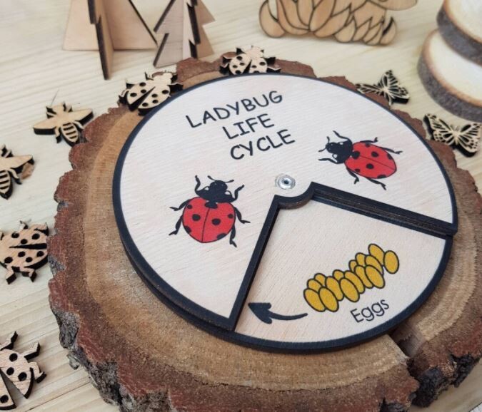 Wooden Education Montessori Cycle - Ladybug