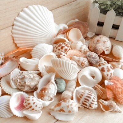 Natural Beach Shells