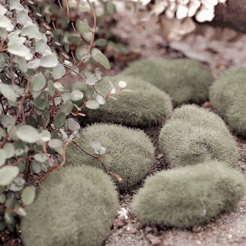 Moss Rocks