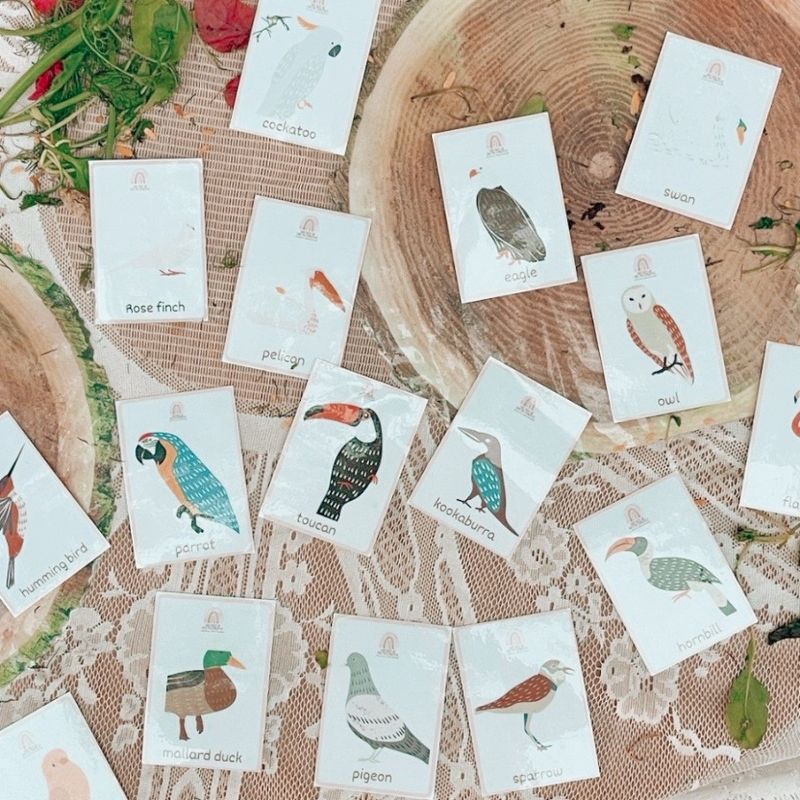 Birds of the World Flashcards