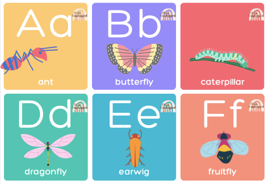 Bugs Flashcards