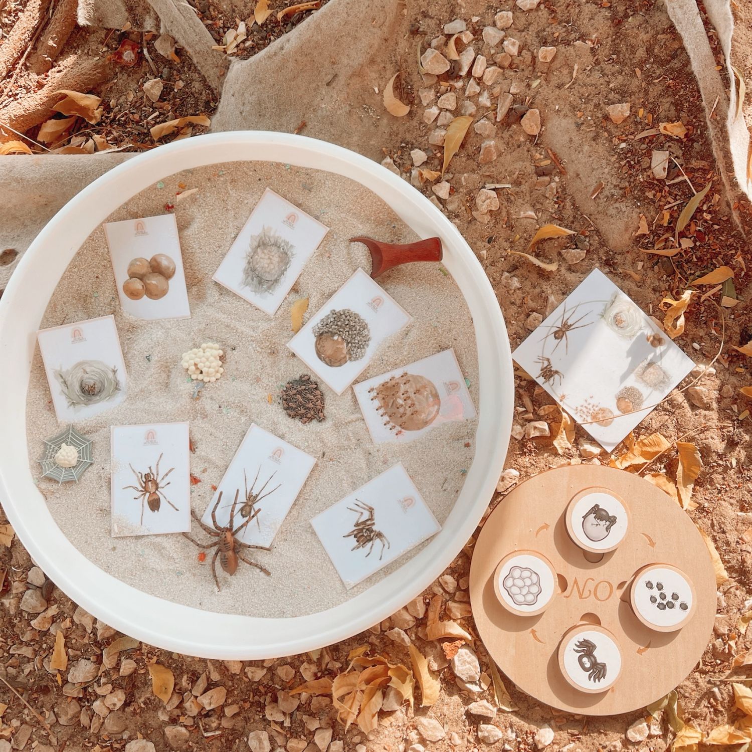 Spider Lifecycle Montessori Sensory Set