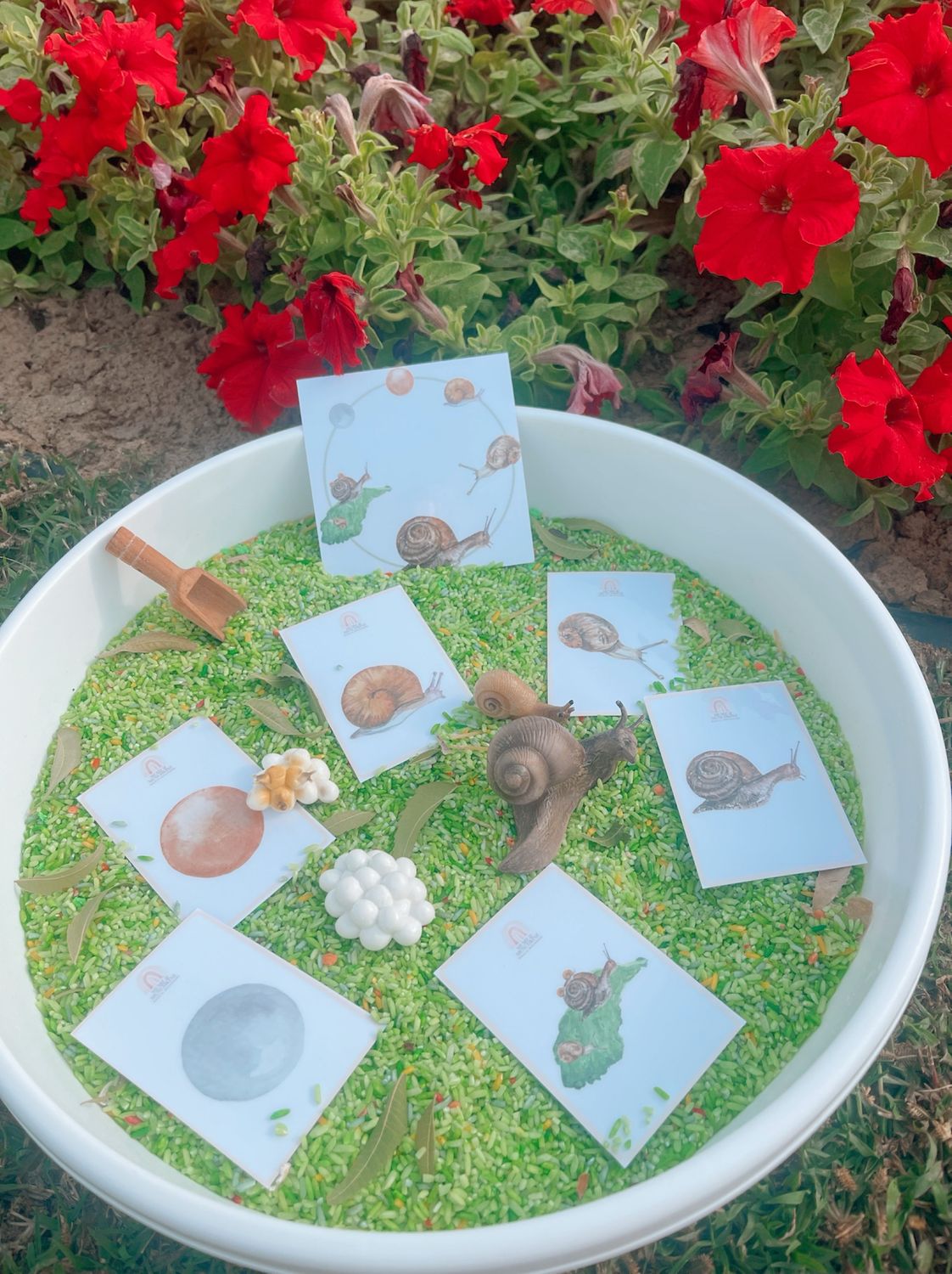 Snail Lifecycle Montessori Sensory Set