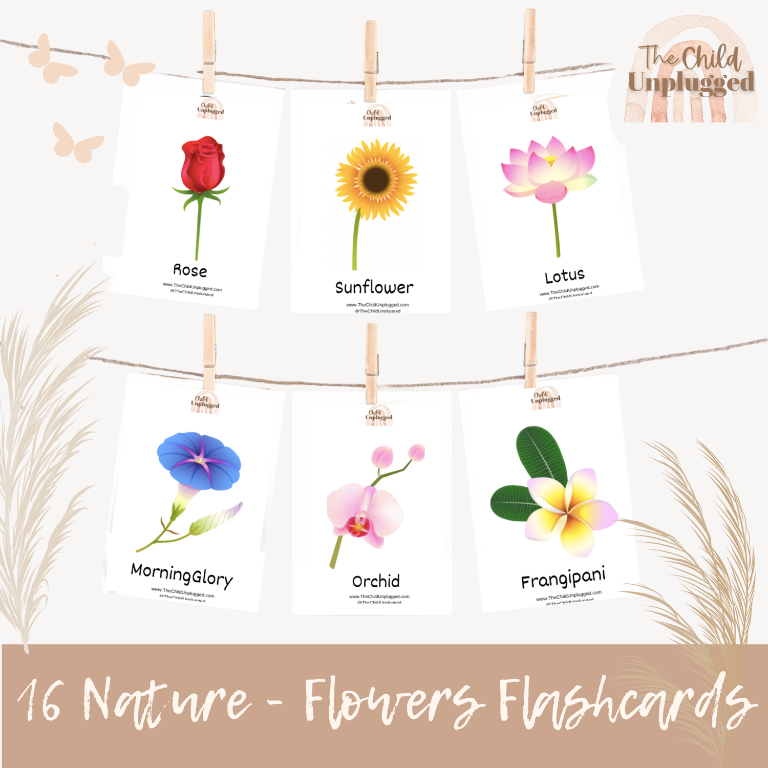 Flower Discovery Cards