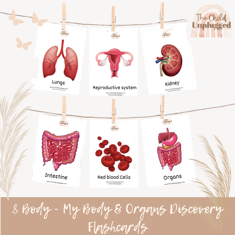 Downloads: My Body &amp; Organs Discovery Cards-2 Pages