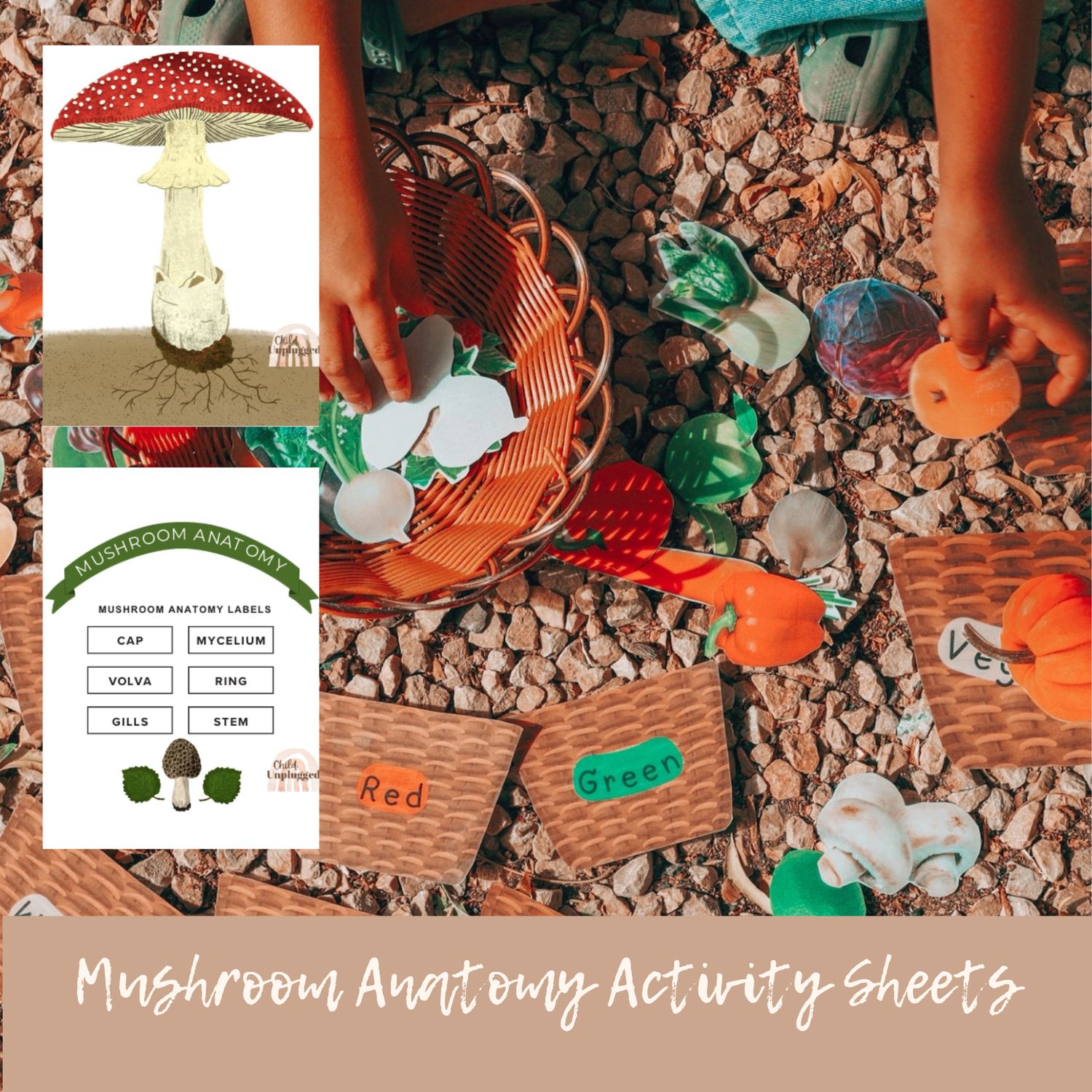 Downloads: Children&#39;s Activity Sheets -Mushroom Anatomy Activity-3 Activities