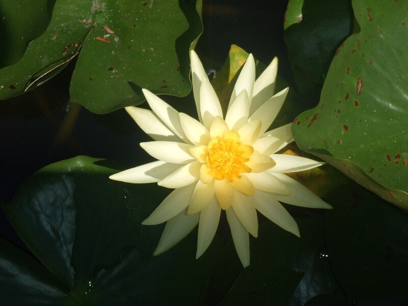 Jasmine &amp; Water Lily Hair Moisturizer