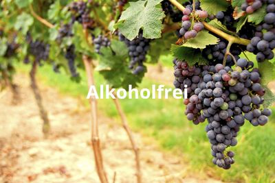 alkoholfrei
