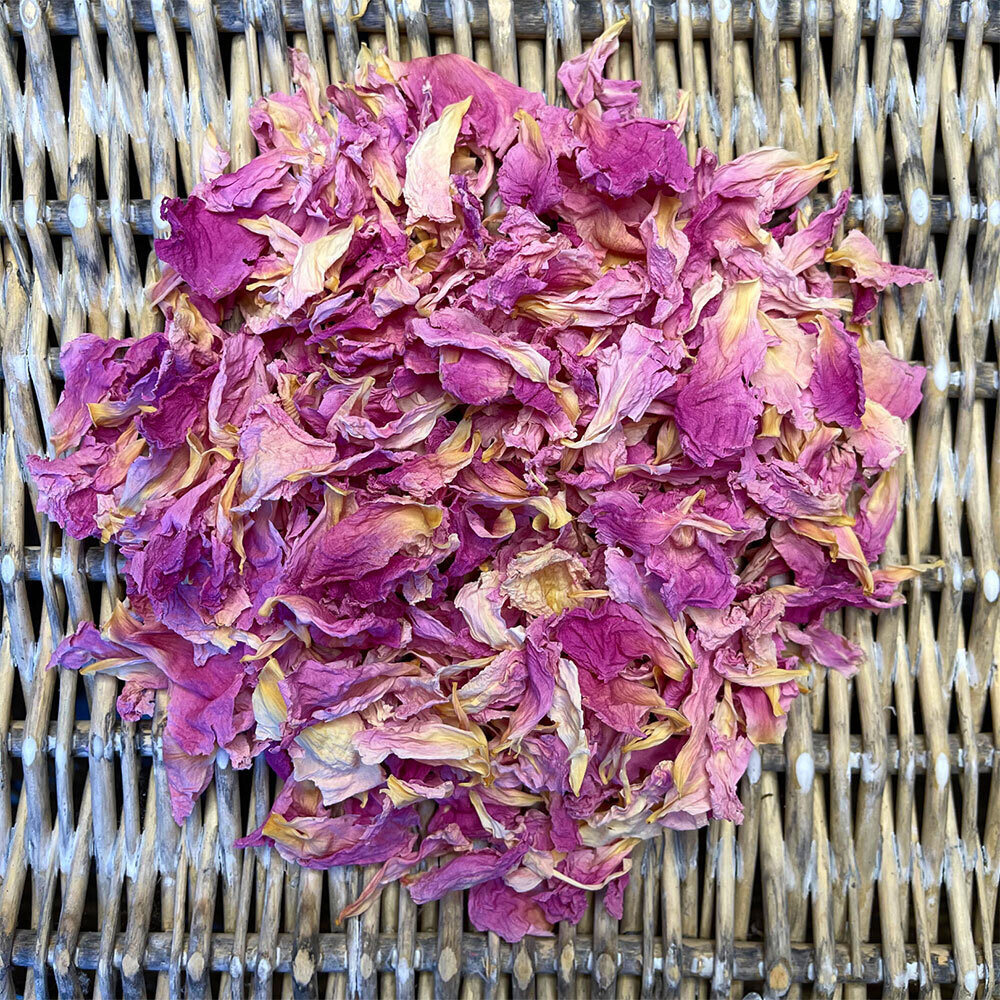 Jules Elie - Medium Pink Jules Elie - Medium Pink