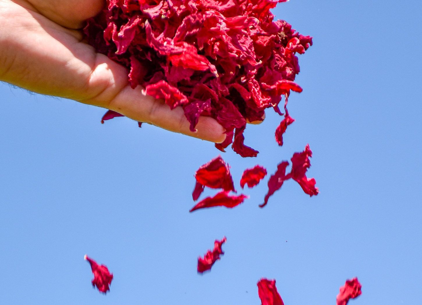 Command Performance - Bright Red Command Performance - Bright Red