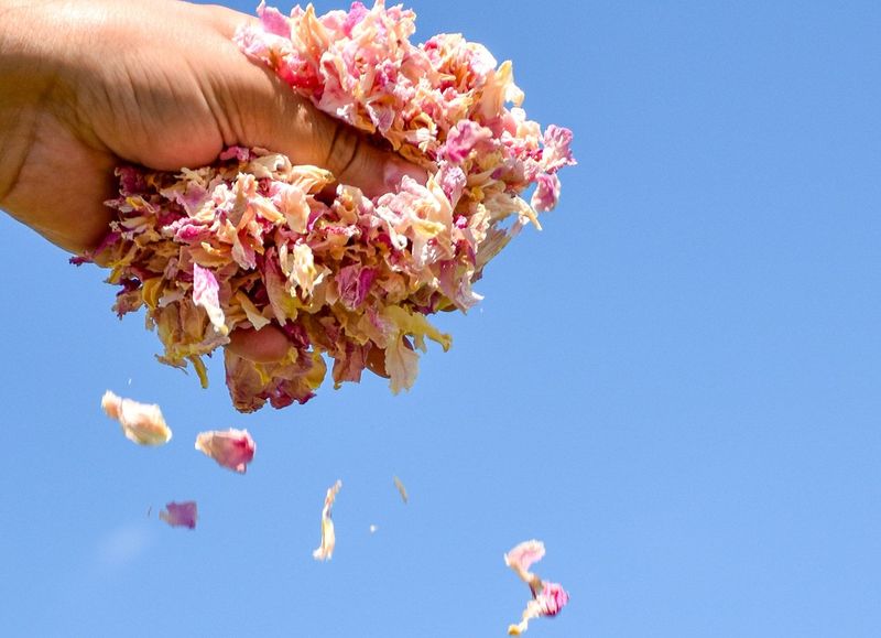 Albert - Soft Pink/Yellow