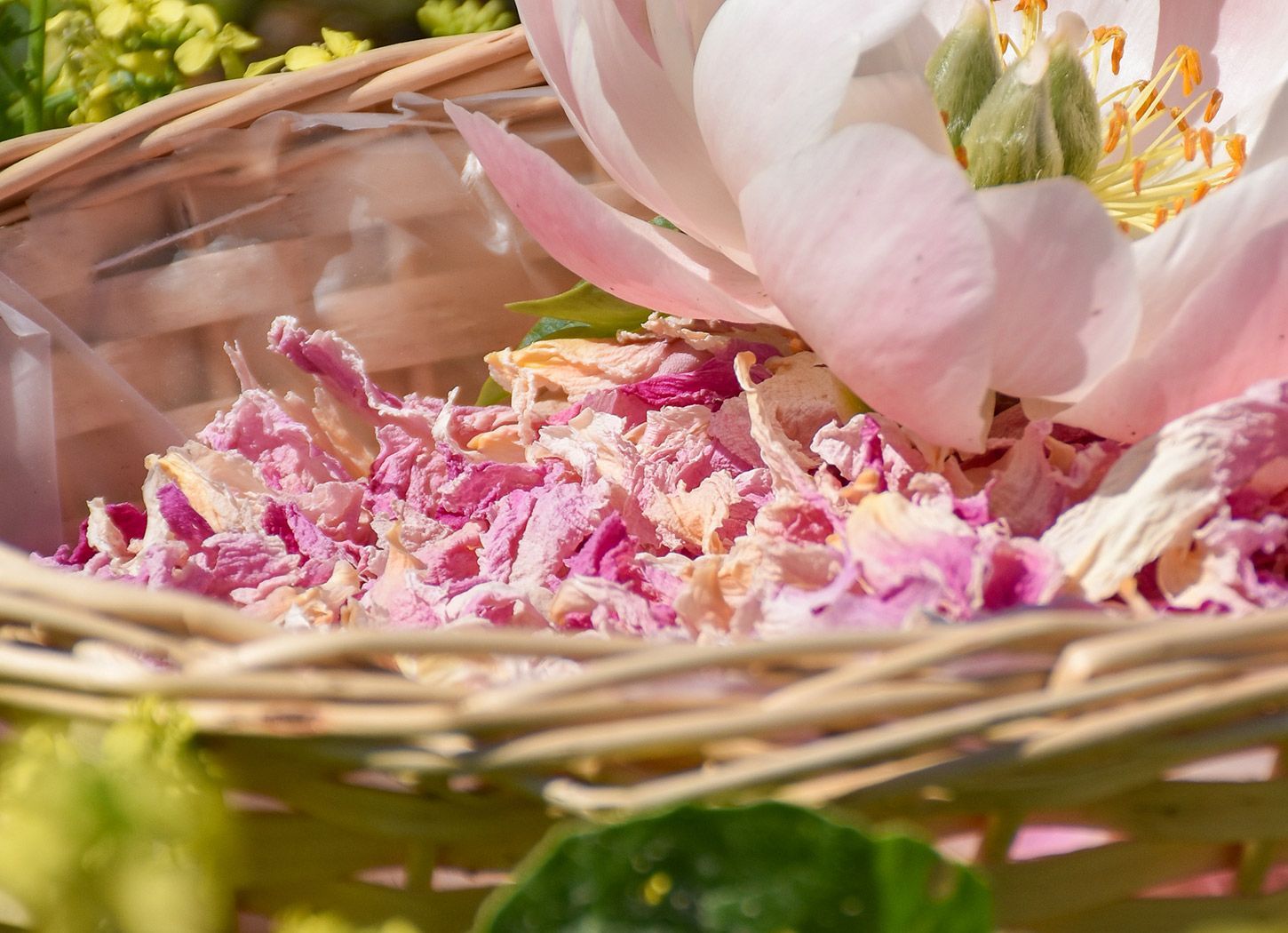 La Vie en Rose - Soft Pinks/Cream