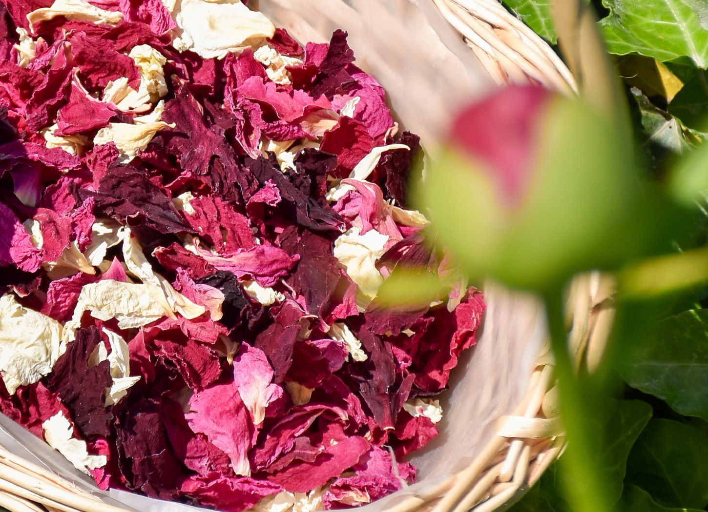 Baies D’amour - Deep Reds/Ivory Baies D’amour - Deep Reds/Ivory