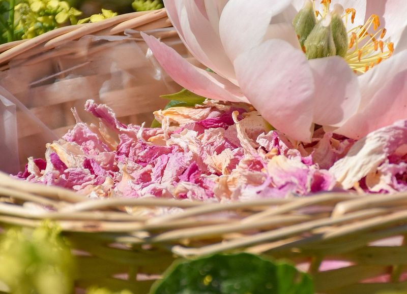Offre spéciale La Vie en Rose — 12L pour le prix de 10L