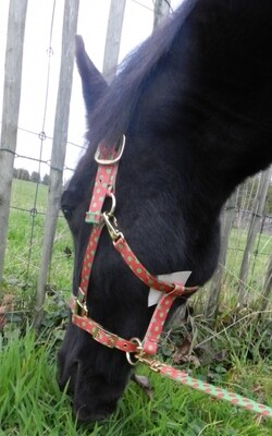 Red Green Polka Dot" High Fashion halster"