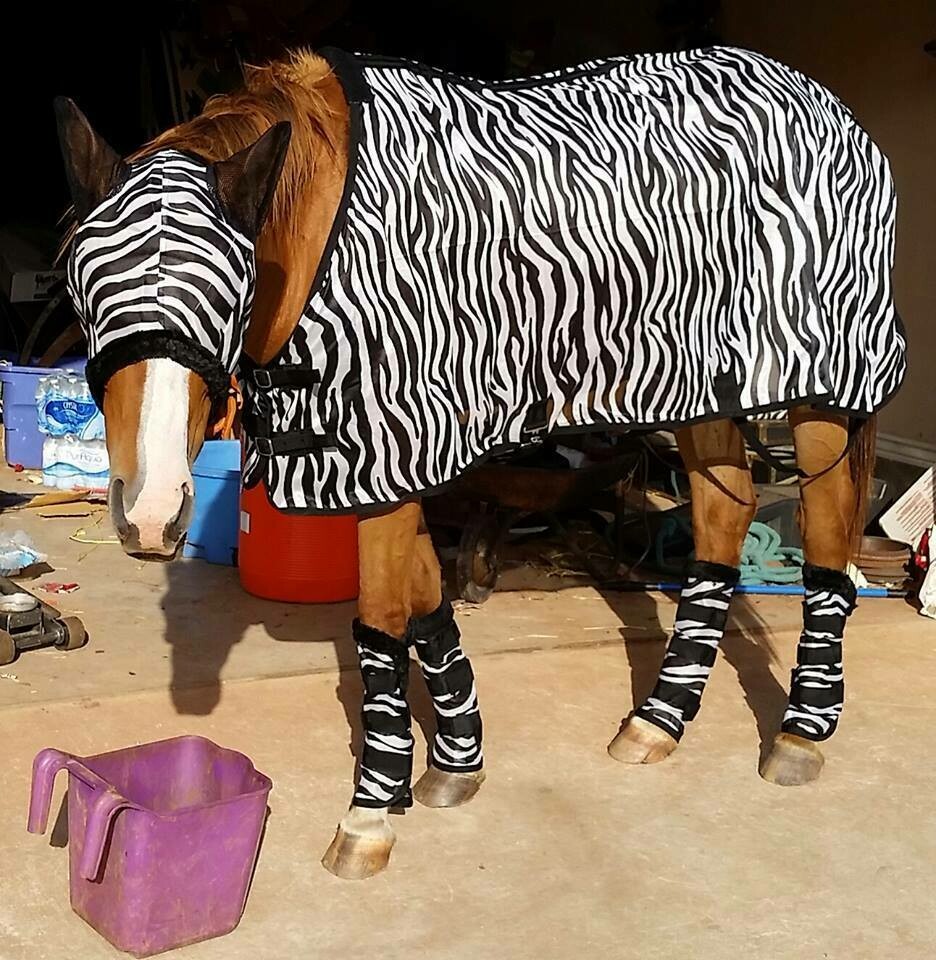 Vliegendeken zebra, Kleur: Zwart/wit, Maat: 175 (69")
