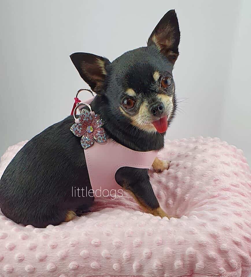 Susie special pink harness´´