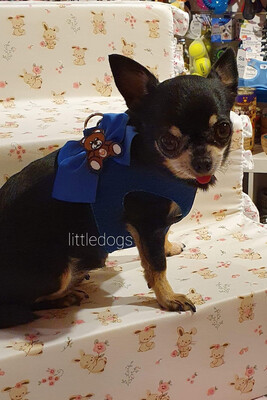 Susie special jeans harness´´