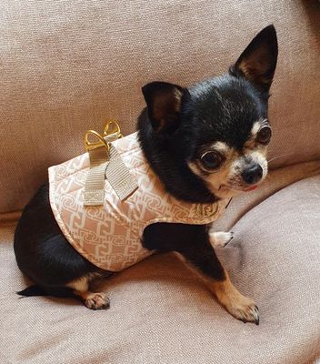 Caramel harness   XS