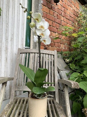 Orchideeën met pot