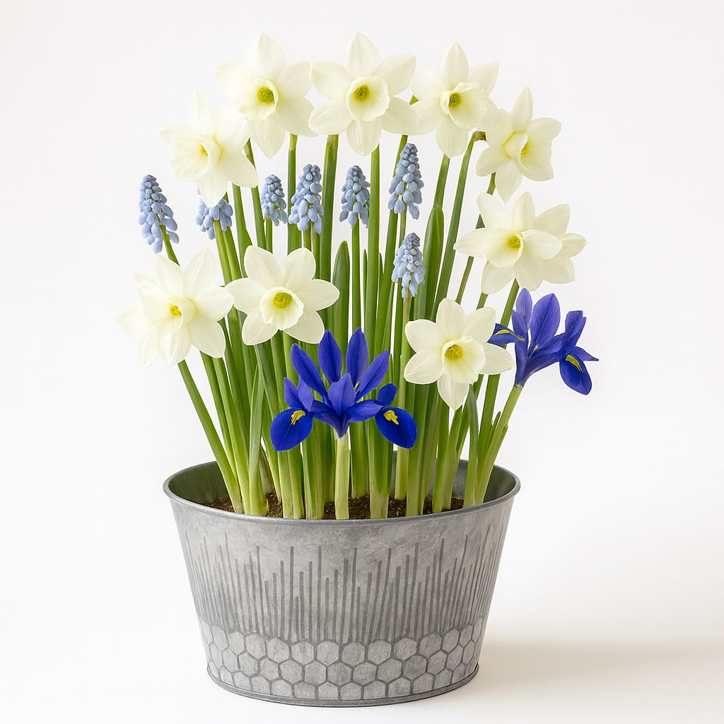 Springtime Cheer - bulb planter gift