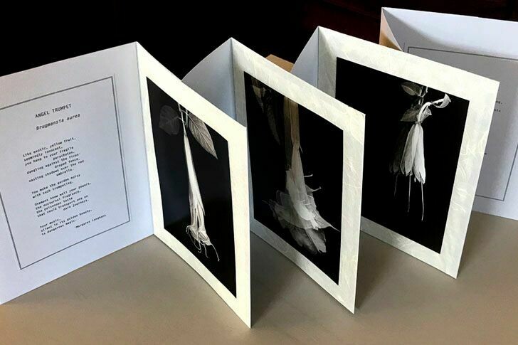 Angel Trumpet II / Concertina
