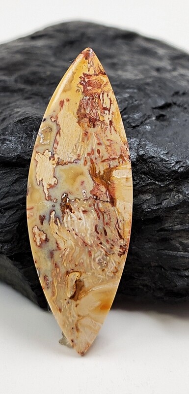 Red Fire Palm Root