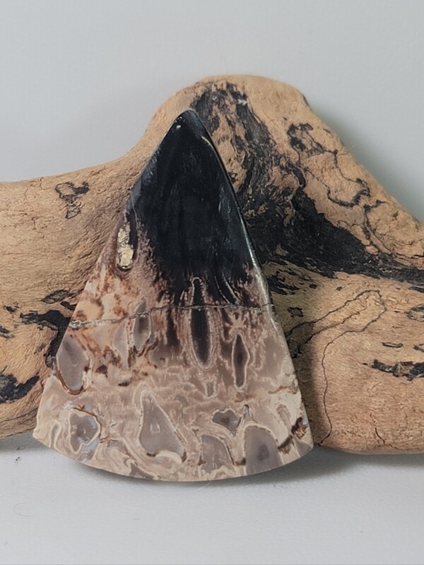 Black Palm Root