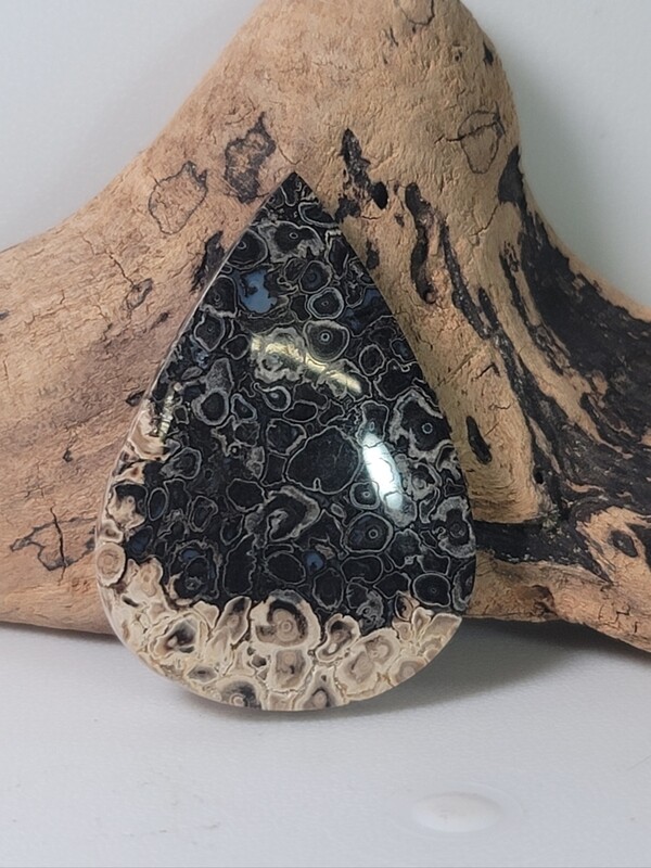 Black Palm Root