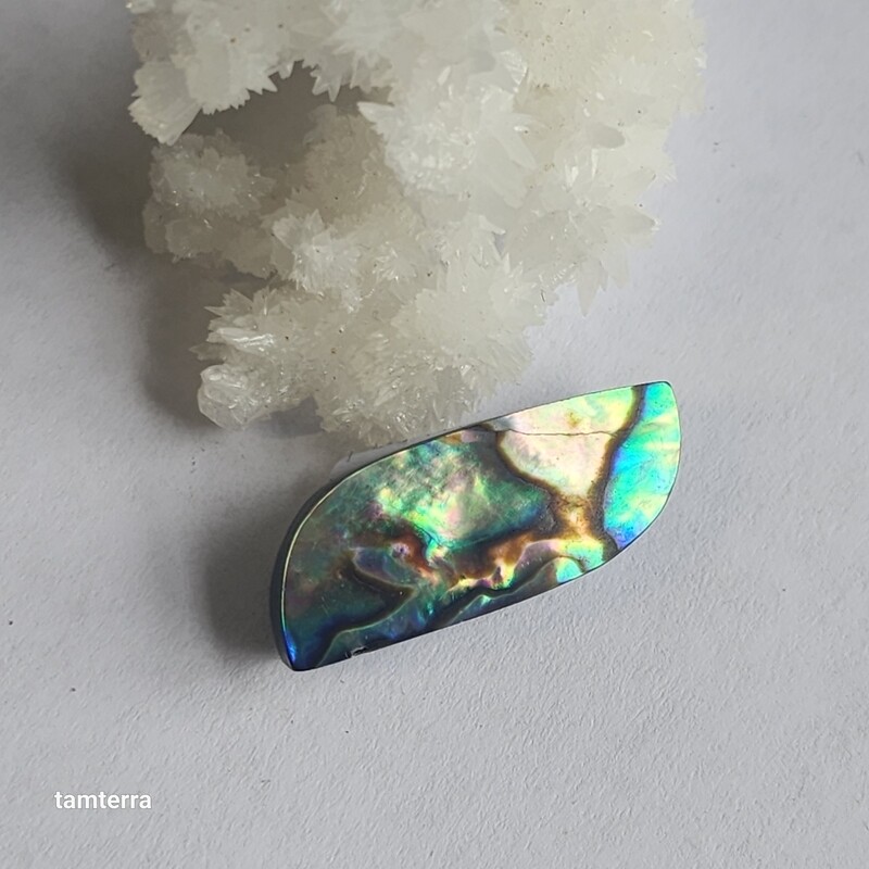 Abalone