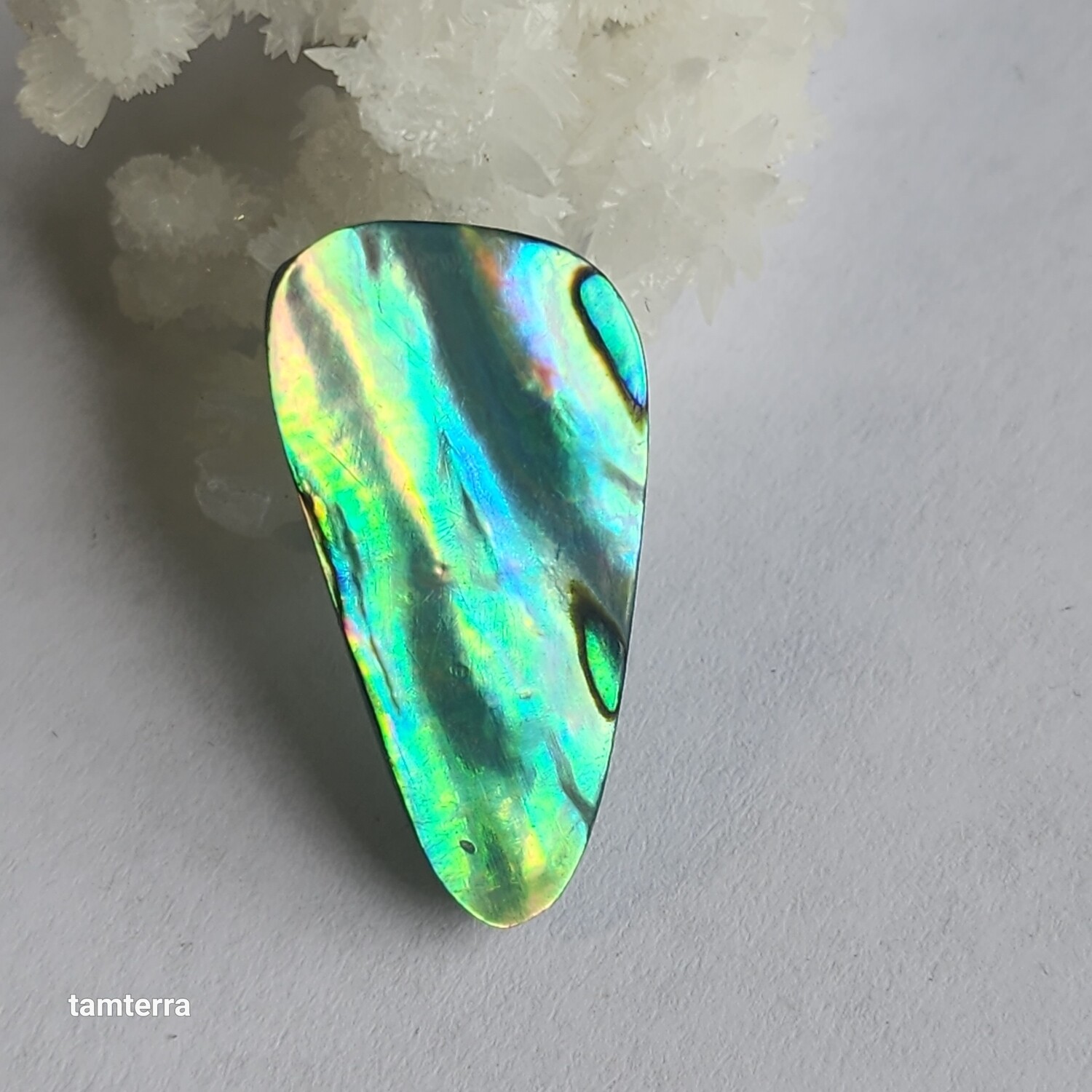 Abalone
