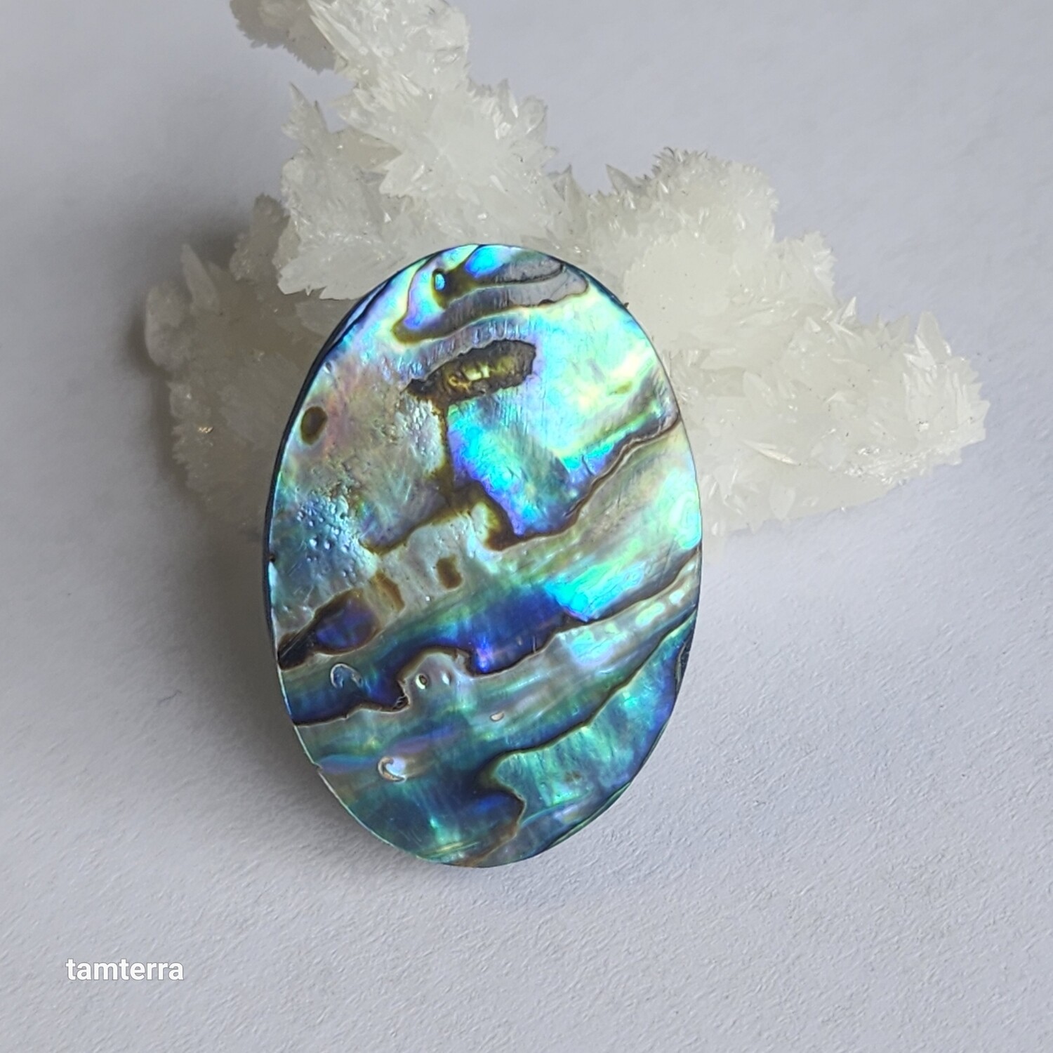 Abalone