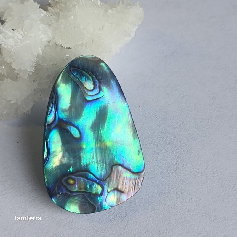 Abalone