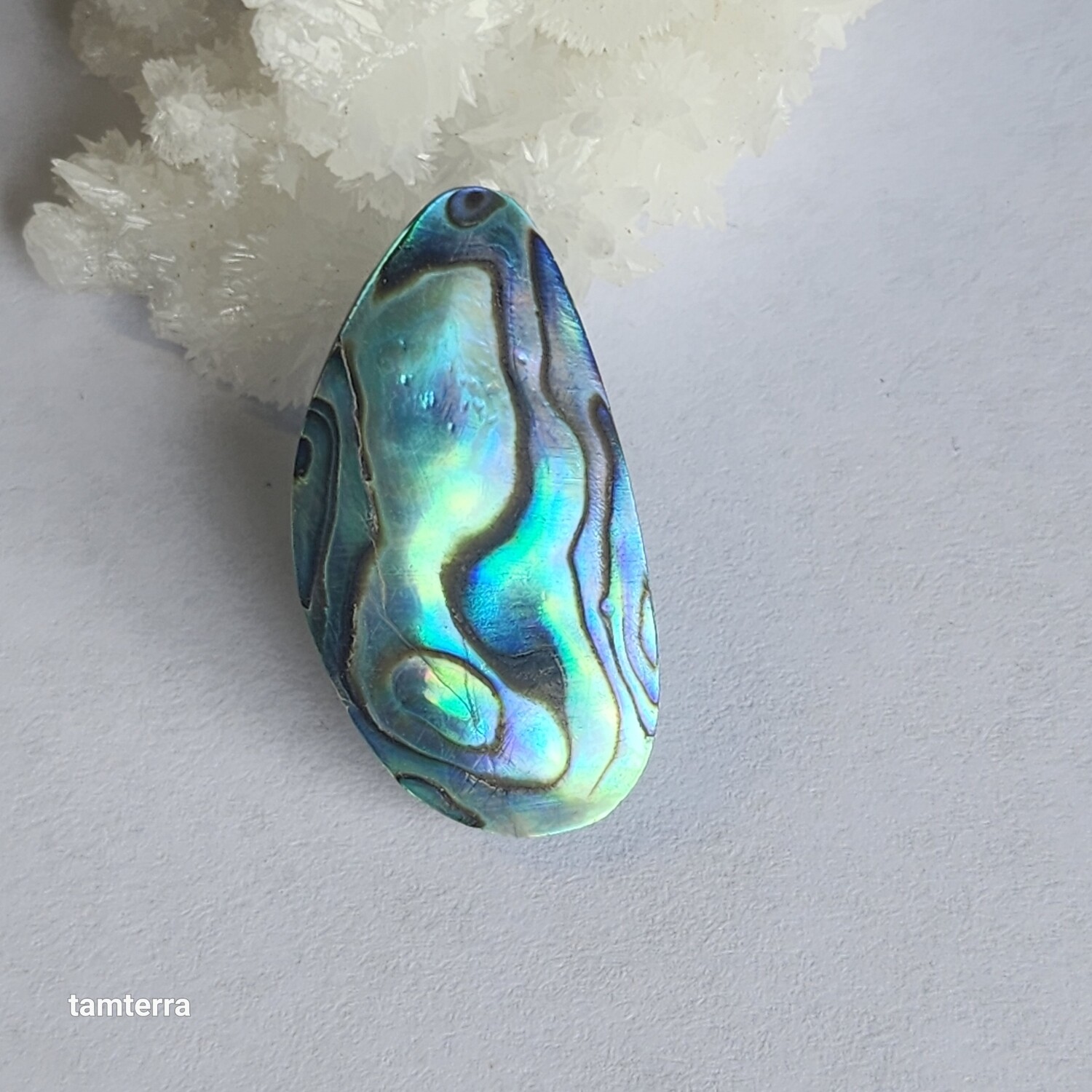 Abalone