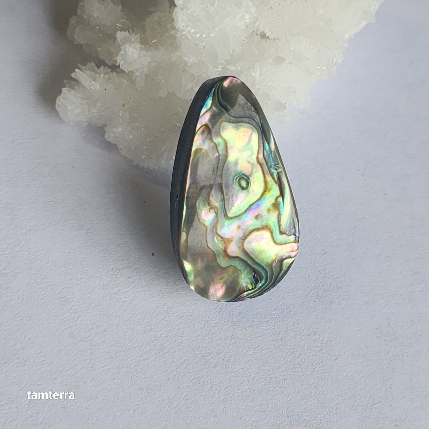 Abalone