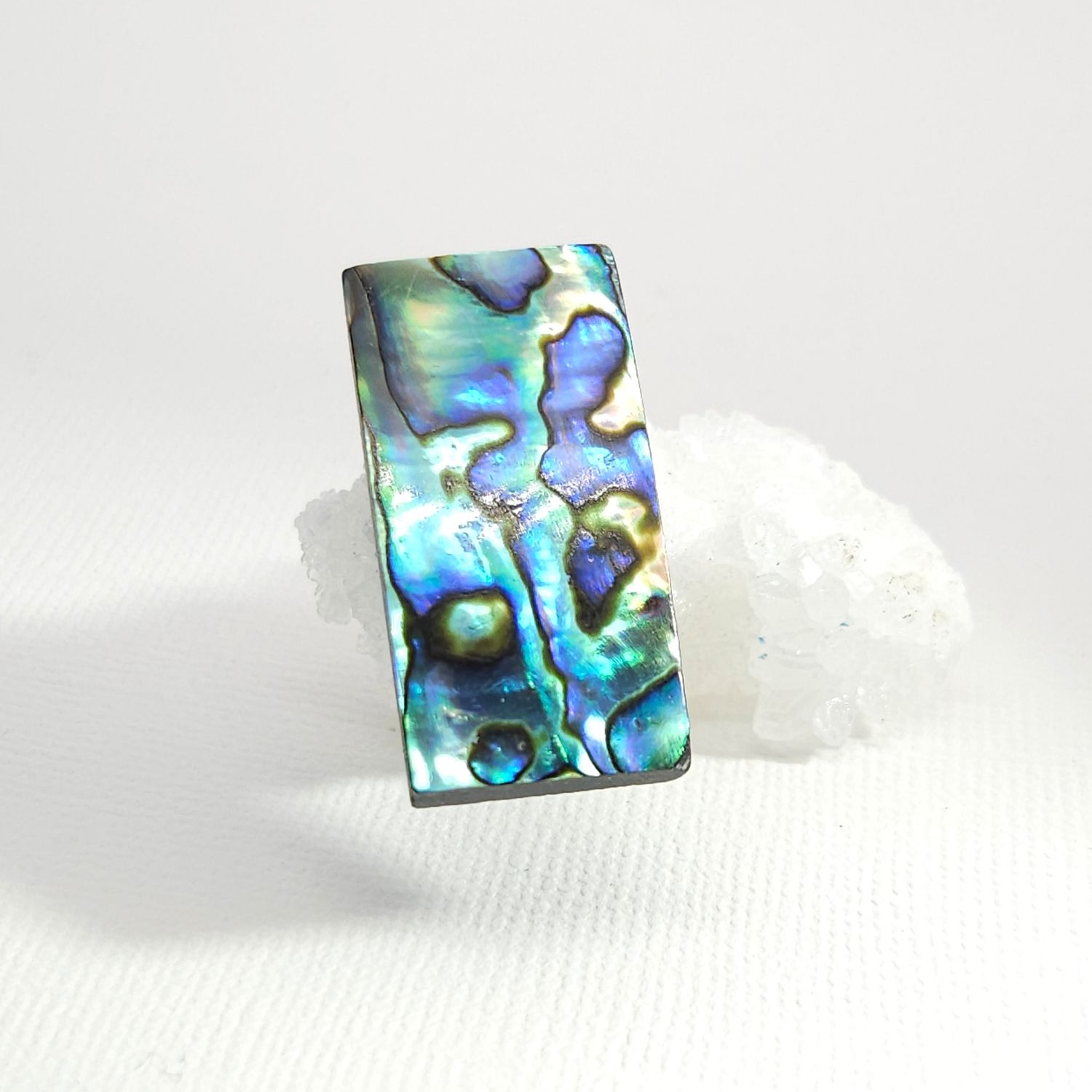 Abalone