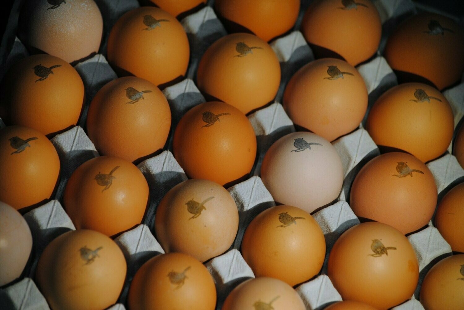 Organic Pastured/Forested Chicken Eggs (800gm Dozen)