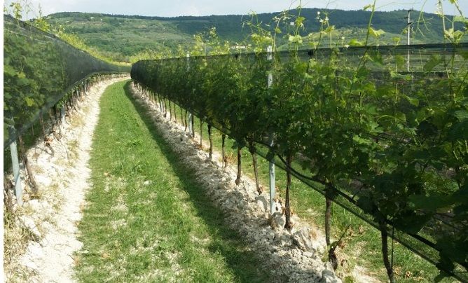 Hagelschutznetz Breite 1,25 m