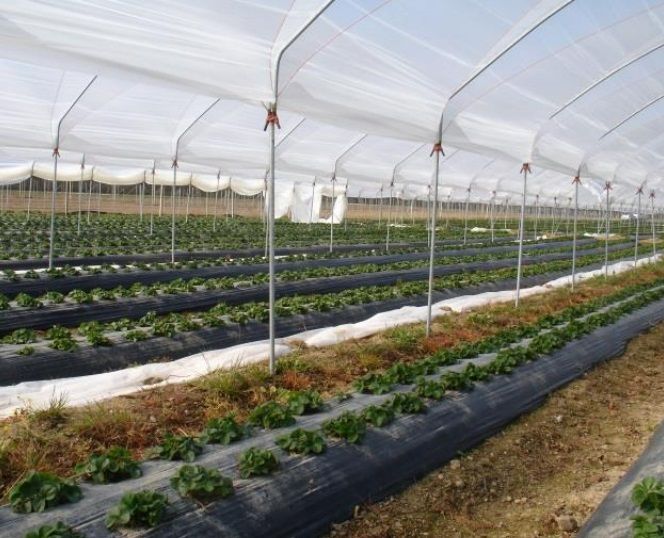 FOLIE FÜR ERDBEERTUNNEL - Solar Longlife C 6,2 m x 0,15 mm- diffus