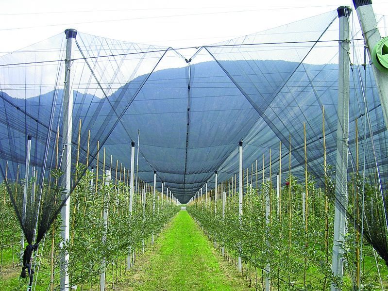 Hagelschutznetz Breite 2 m