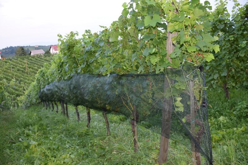 Vogelschutznetz 0,90 m x 100 lfm