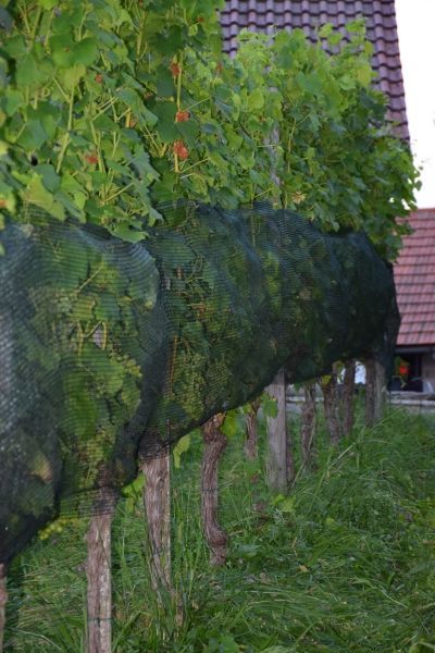 Vogelschutznetz 0,90 m x 250 lfm