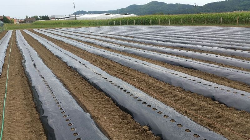 Folie schwarz 1,30 m x 0,05 mm, 1000 lfm, einreihig 15 cm