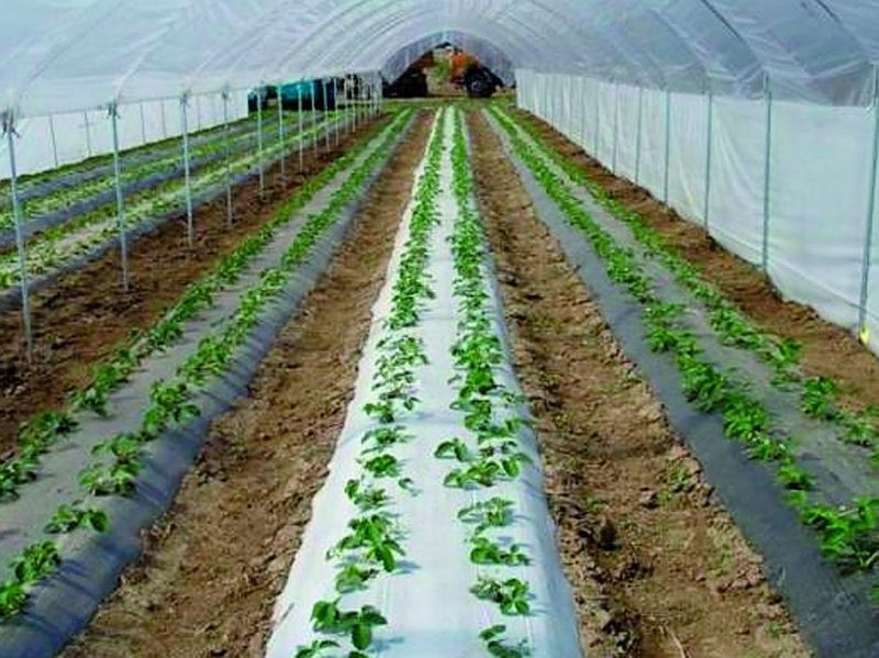 Folie schwarz 1,20 m x 0,04 mm, 50 lfm, nicht perforiert