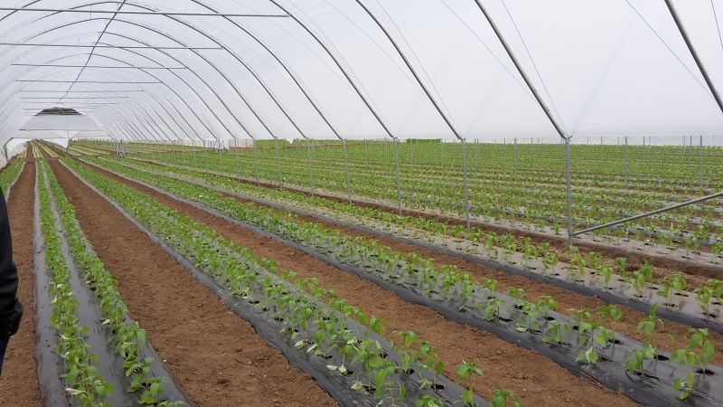 Folie schwarz 1,40 m x 0,04 mm, 100 lfm, nicht perforiert