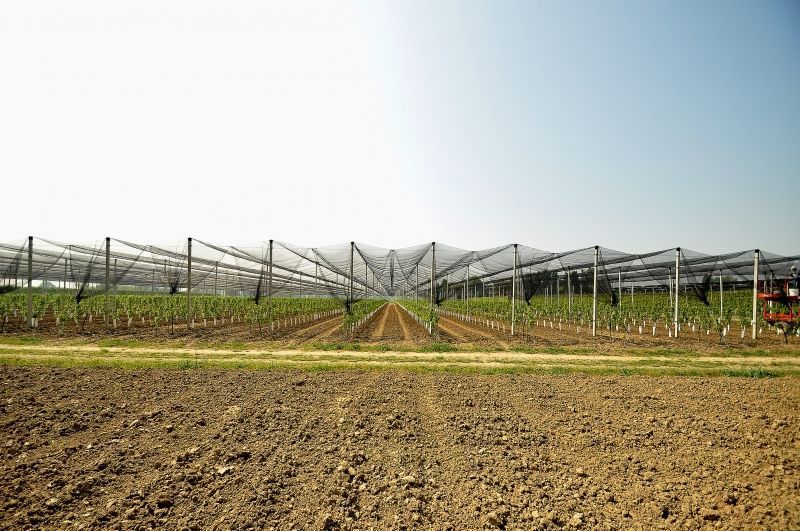 Hagelschutznetz Breite 2,50 m