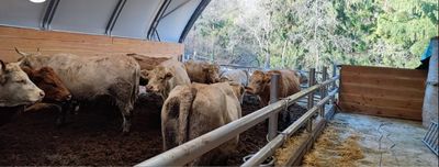 Ställe für Rinderhaltung &amp; Tierhaltung
