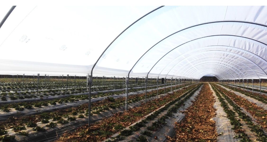 Verkaufsanzeige – 2 x Bohranker +Bogen (TOP PROFI Erdbeere Gewächshaus)